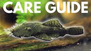 How to Care for Bristlenose Plecos Beginner Guide [upl. by Bathulda552]