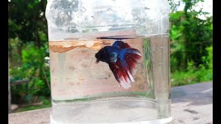 Elephant Eyar Betta Fish Natural Location Betta fish ornamentalfish worldoffish769 [upl. by Lavery]