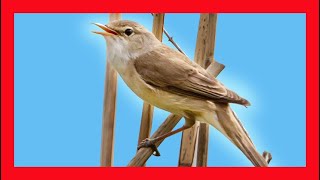 Reed Warbler Song Reed Warbler Call Reed Warbler Sound  Carricero Común  Acrocephalus Scirpaceus [upl. by Aerdno]