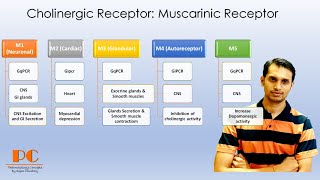 Cholinergic Receptors Pharmacology part 1  Muscarinic Acetylcholine Receptors [upl. by Tala567]