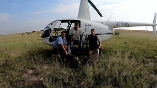 Pest Control Warthog  Bushpig Hunting  Vlakvark Jag from helicopter [upl. by Soinotna]