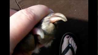 How to clip a pitbulls nails [upl. by Neal]