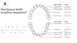 Tooth Eruption Sequence for Primary Teeth Made EASY [upl. by Seiber]