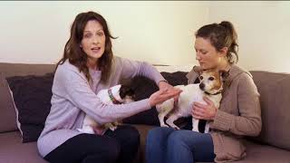 Dogs with Cruciate Ligament Injuries  Symptoms and Expert Treatment  S3 Ep1  Pooches at Play [upl. by Docia641]