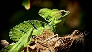 Green Basilisk Lizard videos4k NatureUltra HD  Natures Sweet Tales [upl. by Bren]