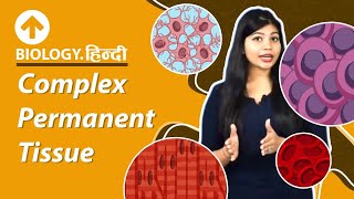 Complex Permanent Tissue  Hindi  Xylem  Phloem  Structural Organisation In Plants  Biology [upl. by Alyhs896]