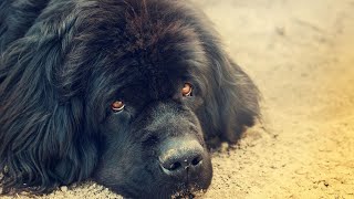 Exercising Your Newfoundland Dog Tips and Tricks [upl. by Issy655]