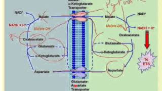 NADH Transport into the Mitochondrial Matrix [upl. by Kuehn]