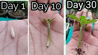 How to Grow Adenium Seeds with 100 Result  Desert Rose seeds Germination with all Updates [upl. by Ahsena]