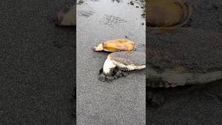 Razor Clam Digging a Hole [upl. by Gower]