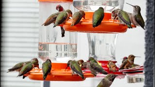 LIVE Busy Hummingbird Feeders [upl. by Seleta]