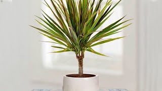 How to propagate DRACAENA MARGINATA from cuttings  DRAGON TREE care [upl. by Domela685]