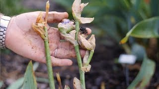 Garden Tips Dividing Irises [upl. by Paschasia190]