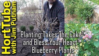 Planting Bless Your Heart™ and Takes The Cake™ Blueberries [upl. by Merta546]