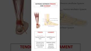 Diffrence between Tendon and Ligament anatomy pharmcology biology bloodcells muscle physiolog [upl. by Rieth]