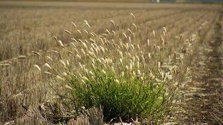 GCTV19 Feathertop Rhodes Grass Important weed management recommendations [upl. by Harp421]