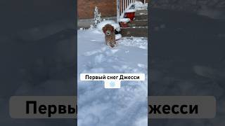 Первый снег Джесси❄️ собака тойпудель пудель смешныеживотные [upl. by Blair362]