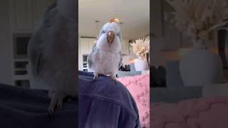 this bird love bacon pancake song [upl. by Ydarb]