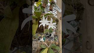 Aerangis biloba is a beautiful miniature orchid from Africa Gotta love pretty leaves amp flowers [upl. by Otero445]