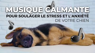 Musique Calmante pour Soulager le Stress et lAnxiété de votre Chien [upl. by Sehguh]