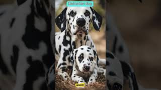 About Dalmatian dog breed doglover dogsbreed doginfo generalknowledge [upl. by Nnybor761]