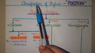 Classification of PhylumPorifera  Zoology  2020  Ashna Siddiqui [upl. by Katherina]