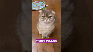 Algunos gatos tienen pelajes únicos como el Sphinx sin pelo o el Scottish Fold [upl. by Nylcoj]