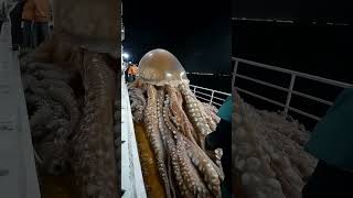 Have you ever seen jellyfish this big🦑GiantSeaCreatures oceanmystery fishingdiscoveriesseafood [upl. by Attevaj]