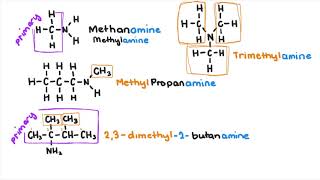 Amines and Amides [upl. by Ahsemit952]