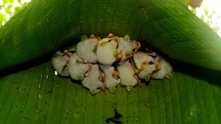 Cottonball tentmaking bats Ectophylla alba [upl. by Latimer]