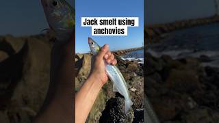 Jack Smelt Fishing Using Anchovies As Bait La Jenelle Shipwreck jacksmelt [upl. by Einreb]