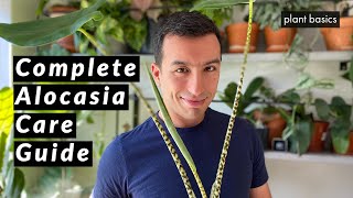 Alocasia Zebrina Complete Care Guide Repotting and Common Problems [upl. by Eanat671]