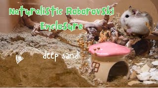 Setting up a naturalistic roborovski hamster enclosure [upl. by Itsa]