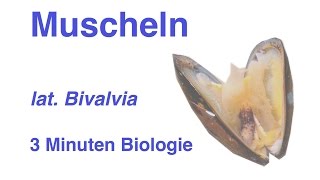 Bivalvia  Muscheln  3 Minuten Biologie [upl. by Glialentn208]