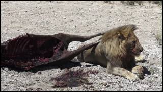 Namibie  un tour complet en vidéo [upl. by Giavani278]