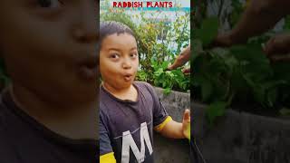 ISHAN HARVESTING REDDISH IN OUR ROOF GARDEN ishanspeaking vegetables raddishcultivation [upl. by Clarette]