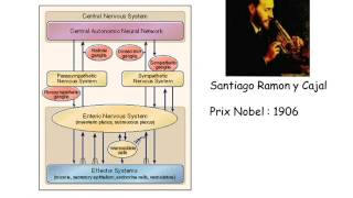 Physiologie du tube digestif partie 3 [upl. by Xuaeb]