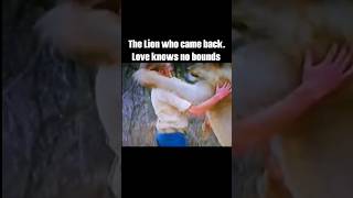 Christian the Lion  The Heartwarming Reunion That Touched the World reunion christianthelion [upl. by Enilecram]