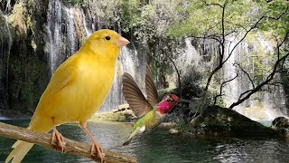 Sonido de Agua Cayendo Por una Cascada con Pájaros del Bosque  12 Horas ASMR Para Dormir Descansar [upl. by Zerep]