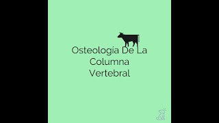 Osteología De La Columna Vertebral [upl. by Lareena]