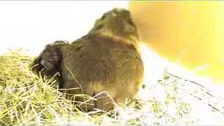 Meerschweinchen Geburt Guinea pig giving birth [upl. by Ong]