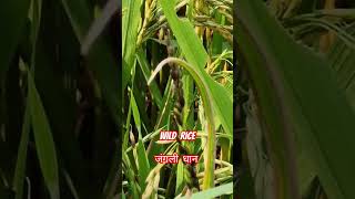 How to find out wild rice in paddy fields shortsvideo youtubeshorts viralshorts [upl. by Akinod]