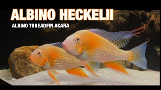 Albino Heckelii  Threadfin Acara  Species Profile [upl. by Thorner]