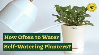 How often to water the plants in the selfwatering planter  Ugaoo [upl. by Leeland538]