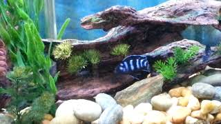 Demasoni Cichlid Breeding Demasoni Cichlid Spawning [upl. by Lebatsirc]