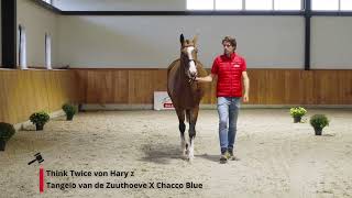 Think Twice von Hary Z Tangelo van de Zuuthoeve x Chacco Blue [upl. by Clayton]