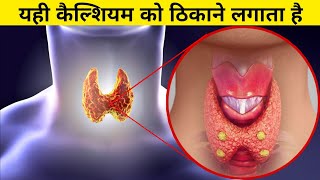 कैल्शियम के साथ शरीर में क्या होता है  parathyroid and calcium [upl. by Roarke]