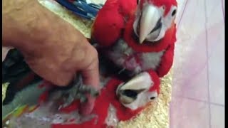 Baby Scarlet Macaw Me  With My Babies [upl. by Notserk]