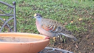 The Adventures of Gerald The Frisky Bronzewing [upl. by Osmen]