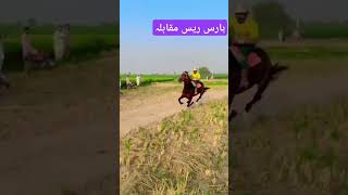 Horse race muqabla  Horse race competition  horseriding horseracing [upl. by Longerich]